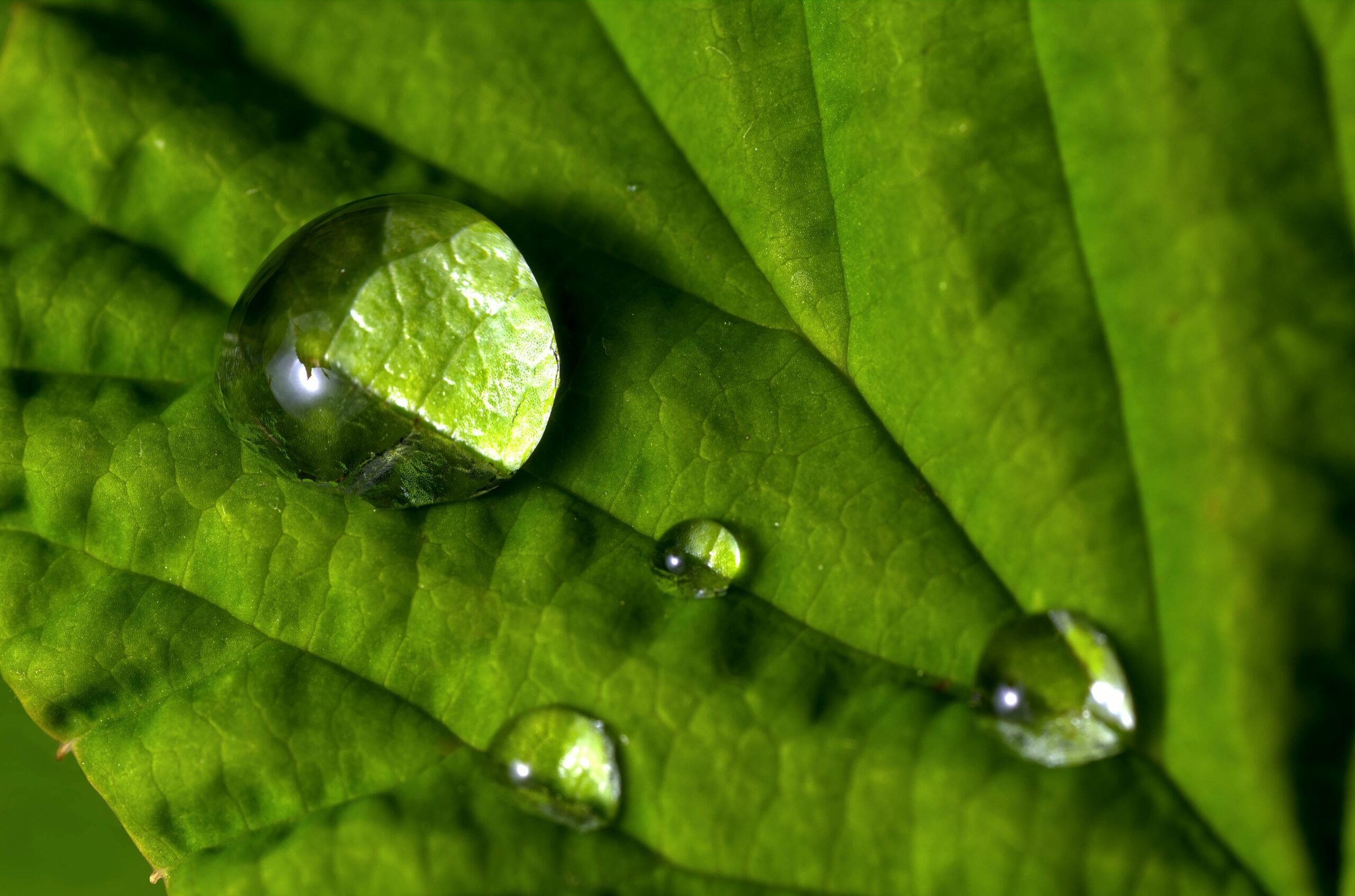 Morning dew on leaf
