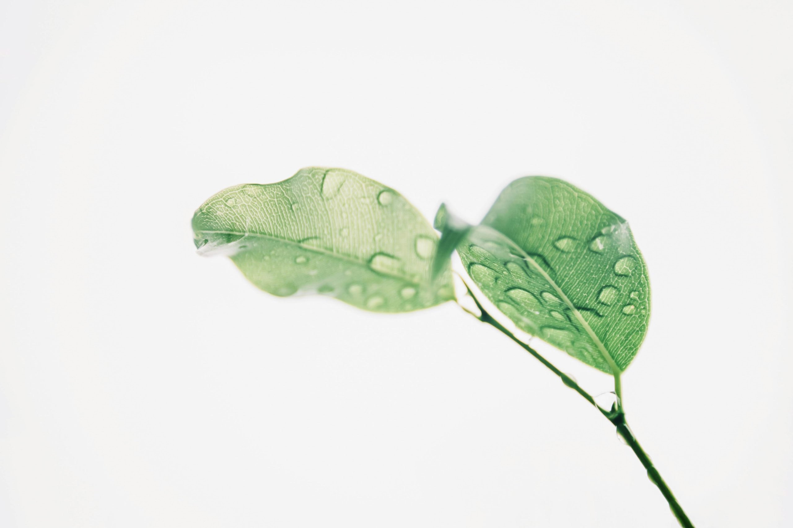 Morning dew on leaves